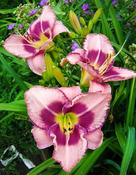 Лилейник Эдж Эхед 1 шт Р9 479₽