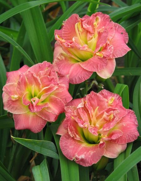 Лилейник Лейси Дойли 1 шт Р9 499₽