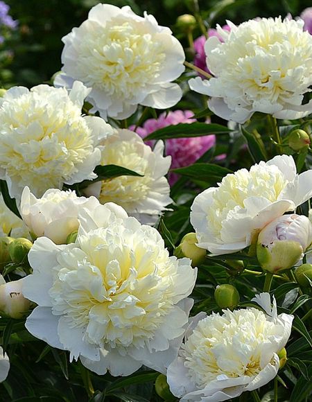 Пион травянистый Лаура Десерт 1 шт С2 759₽