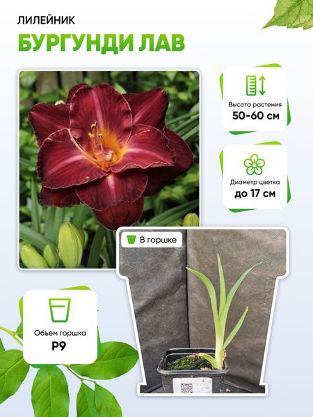 Лилейник Бургунди Лав 1 шт Р9 579₽