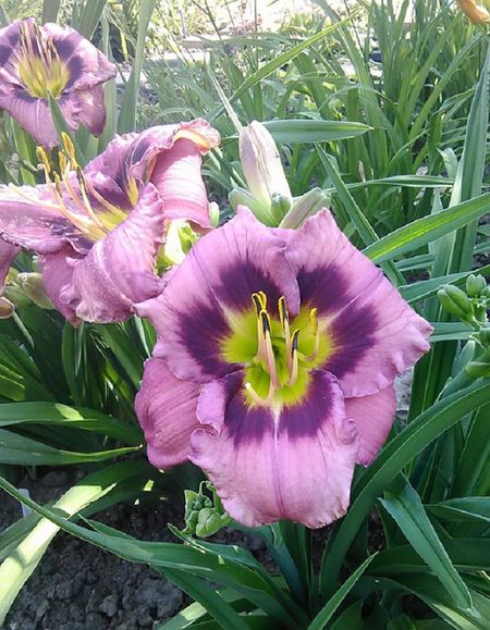 Лилейник Макбет 1 шт Р9 549₽