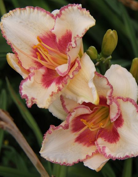 Лилейник Эйджлес Бьюти 1 шт Р9 589₽