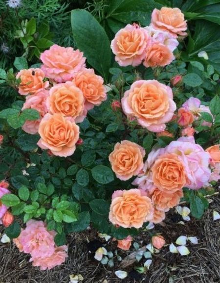 Роза бордюрная Клементина 1 шт 499₽