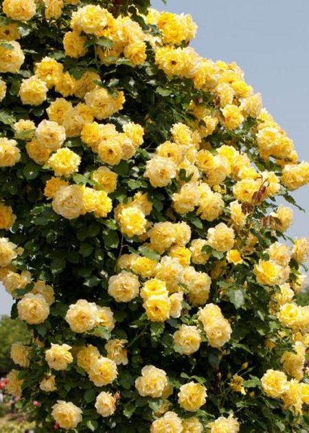 Роза плетистая Казино 1 шт 599₽