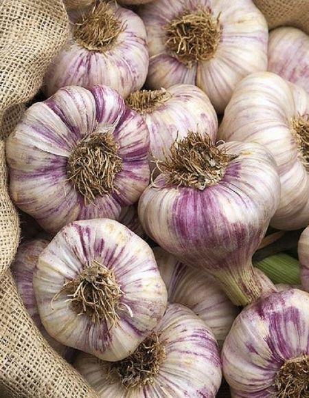 Чеснок Любаша 1 уп 10 головок калибр 3 269₽