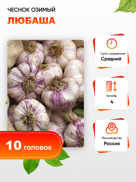 Чеснок Любаша 1 уп 10 головок калибр 4 339₽
