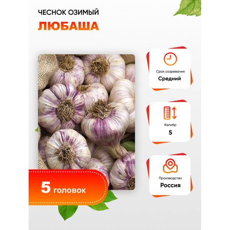 Чеснок Любаша 1 уп 5 головок калибр 5 269₽