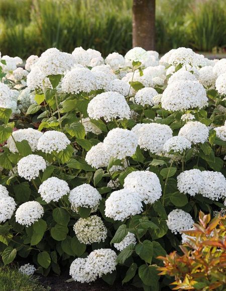 Гортензия древовидная Анабель 1 шт Р9 599₽