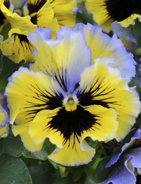 Виола Анютины глазки Фризл Сизл F1 гофрированЖелто-голубой вихрь 5 шт 79₽