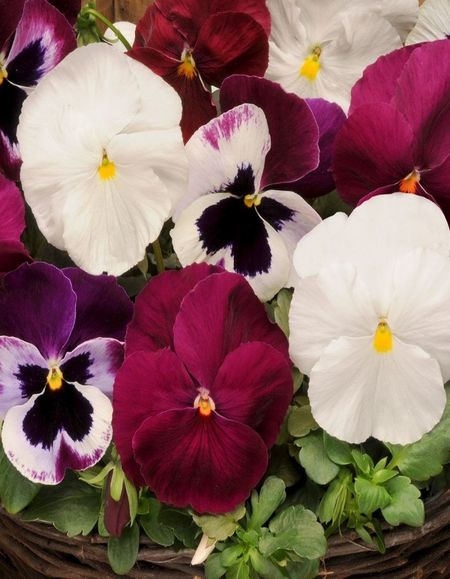 Виола Анютины глазки Малиновый сорбет 6 шт цв п 49₽