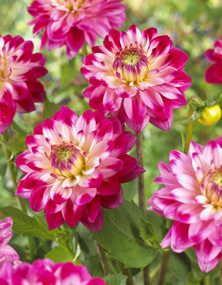 Георгина Сеньорс Дрим 1шт 549₽