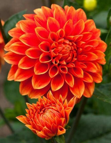 Георгина Оранж Перфекшн 1шт 329₽