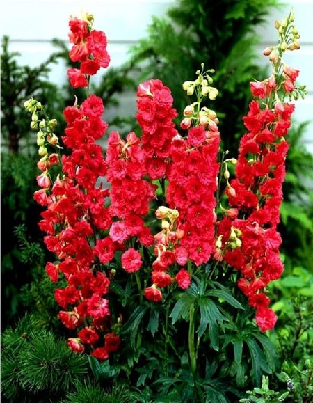 Дельфиниум Красный 01 гр 45₽