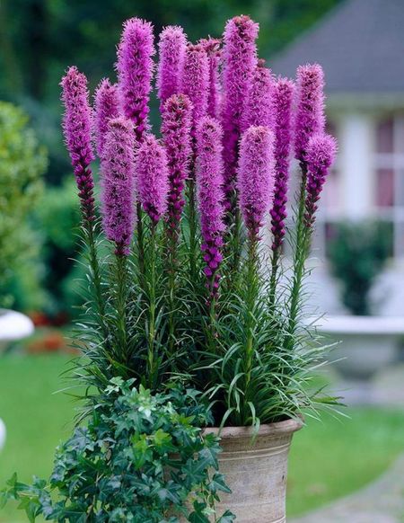 Лиатрис Фиолетовый 5 шт 159₽