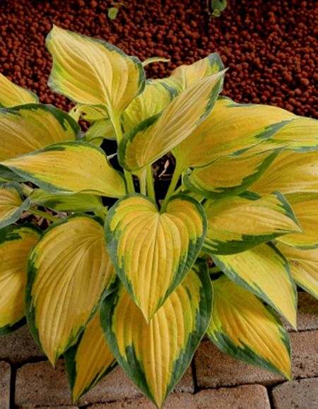 Хоста Оранж Мармелад 1 шт 589₽