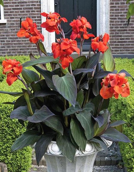 Канна Эрик Ньюберт 1 шт 299₽