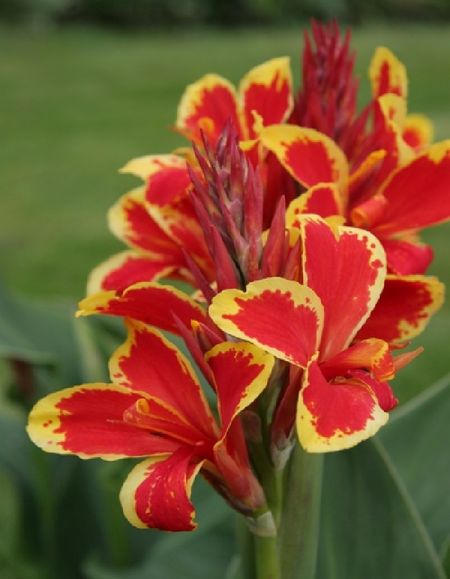 Канна Розмунд Коул 1 шт 229₽