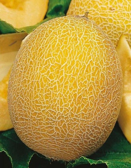 Дыня Солнечная 10 шт цв п 33₽