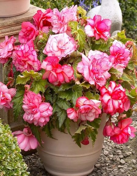 Бегония Ампельная Пинк Бэлкони 1 уп 2 шт 625₽