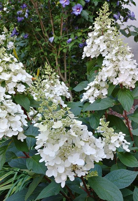 Гортензия метельчатая Грэйт Эскейп 1 шт Р9 559₽