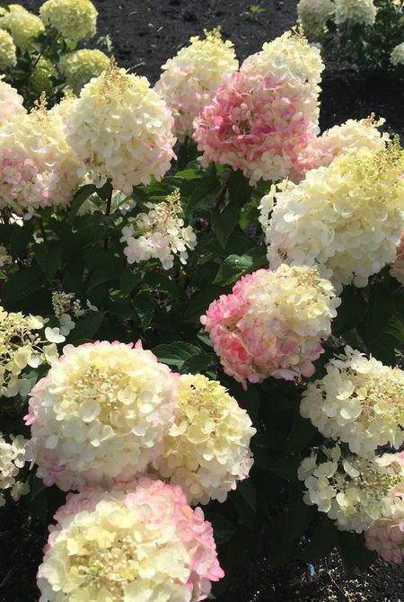 Гортензия метельчатая Литтл Блоссом 1 шт Р9 529₽