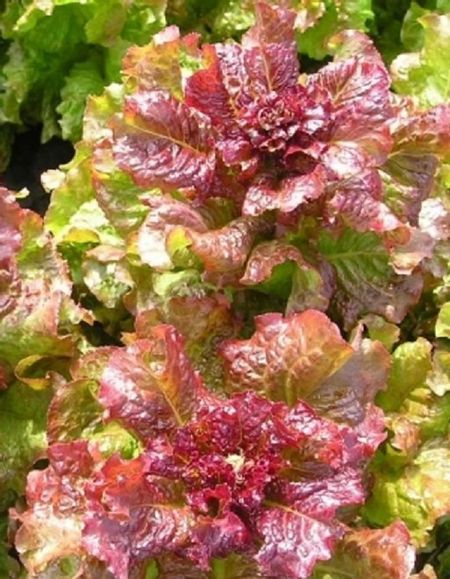 Салат Червона Рута 1 гр цвп 36₽