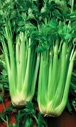 Сельдерей листовой Бодрый день 05 гр цвп 25₽