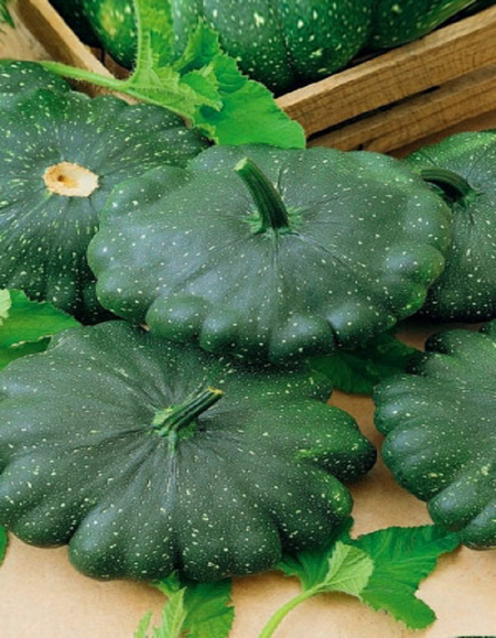 Патиссон Марсианин 1 гр цвп Сибирская серия 35₽