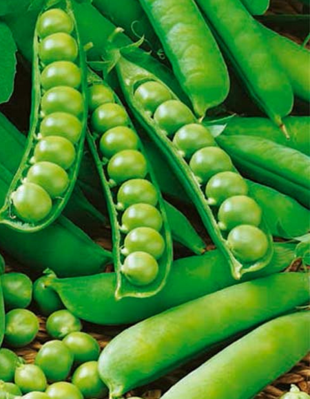 Горох Беркут УД 8 гр цвп 25₽