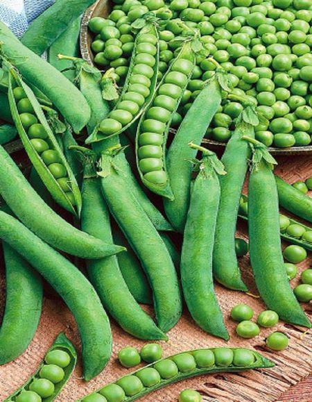 Горох Сенат УД 8 гр цвп 29₽