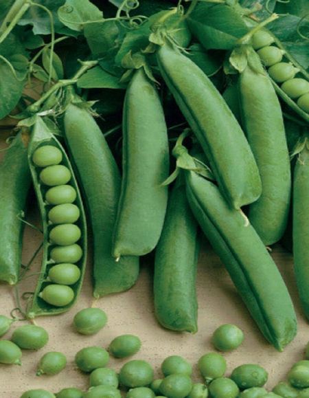 Горох Сахарное великолепие УД 8 гр цвп 29₽