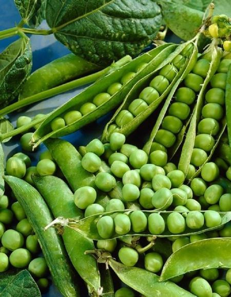 Горох Счастливое детство - сахарный УД 8 гр цвп 27₽