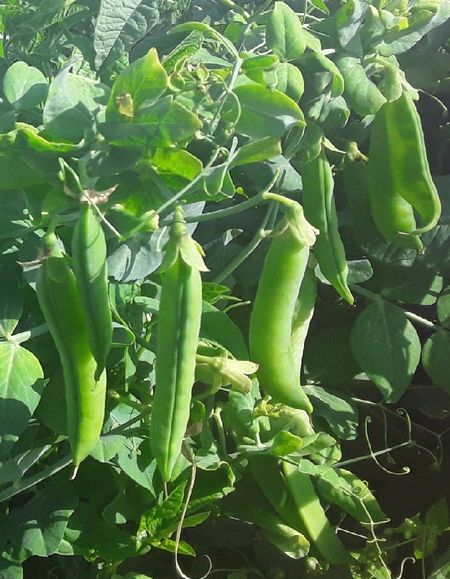 Горох Чудо Кельведона - сахарный УД 8 гр цвп 27₽