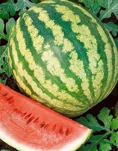 Арбуз Триумф УД 10 шт цв п 29₽