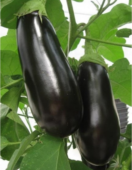 Баклажан Боярин F1 УД 20 шт цвп 29₽