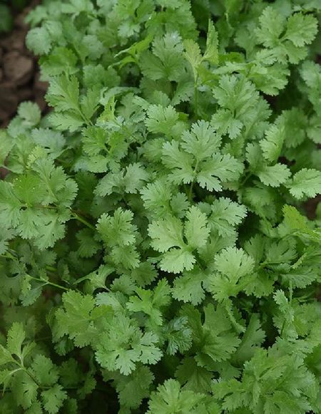 Кориандр кинза Тайга УД 2 гр цвп 29₽