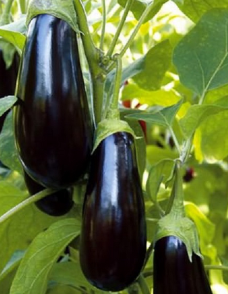 Баклажан Суклейский УД 20 шт цвп 29₽