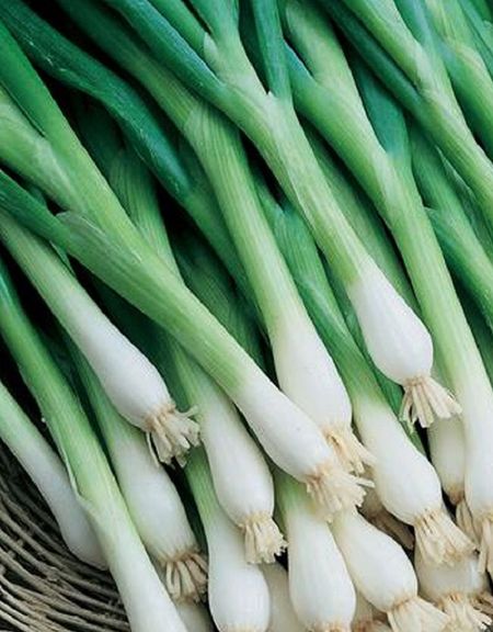 Лук на зелень Байкал УД 025 гр цвп 29₽