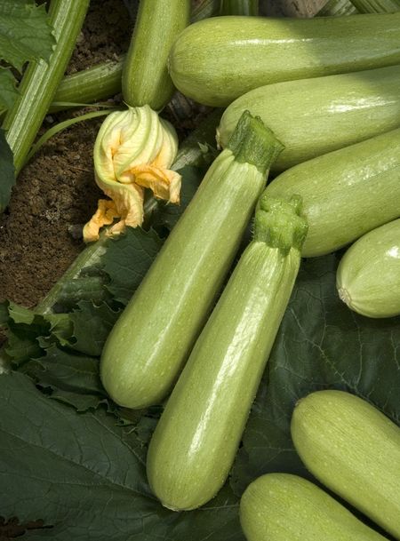 Кабачок Денис УД 10 шт цвп 33₽