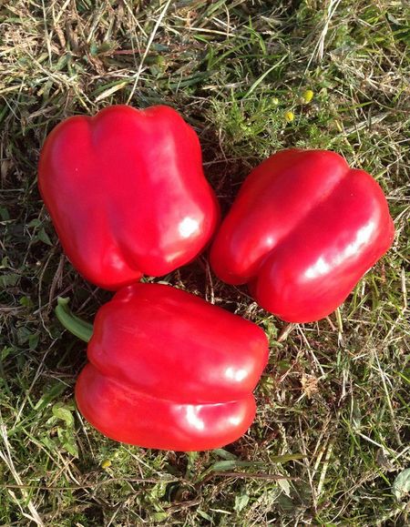 Перец сладкий Очаровашка УД 20 шт цвп 27₽