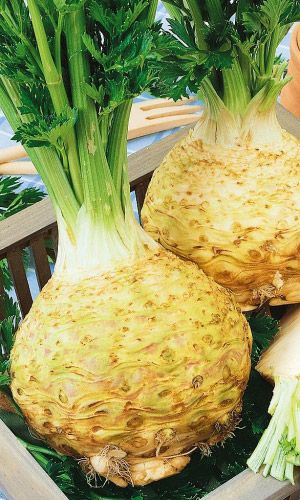 Сельдерей корневой Егорка УД 025 гр цвп 29₽