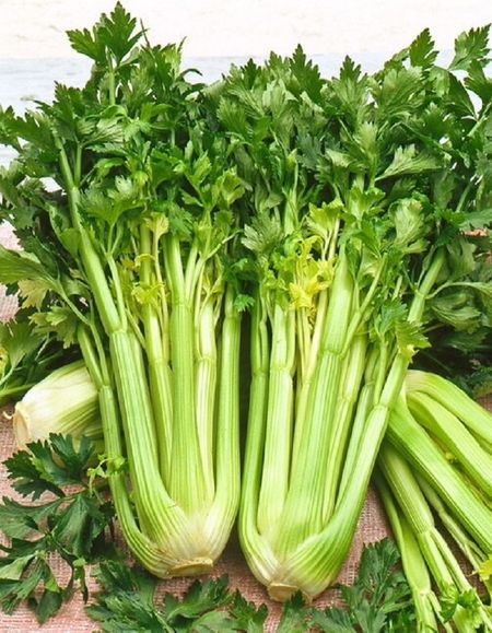 Сельдерей черешковый Танго втроем УД 025 гр цвп 27₽