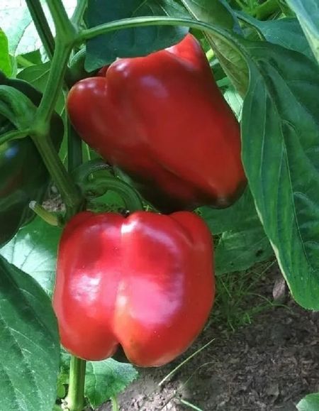 Перец сладкий Супер-Слон F1 УД 20 шт цвп 29₽