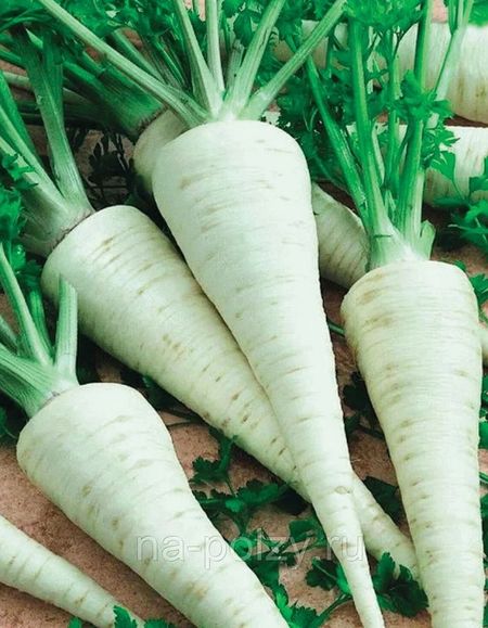 Петрушка корневая Любаша УД 2 гр цвп 27₽