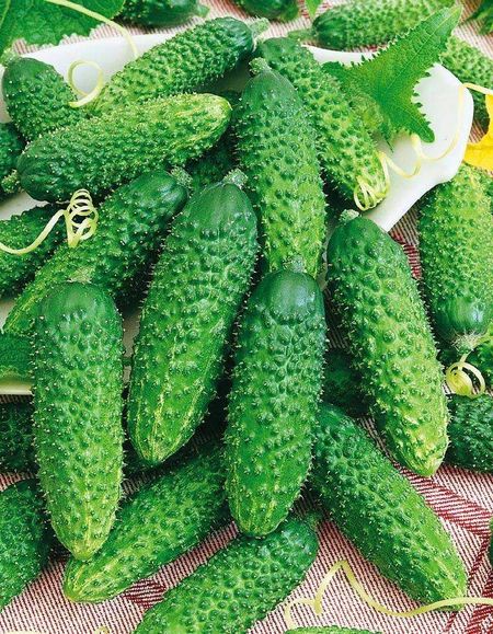 Огурец Ришельевский F1 УД 8 шт 29₽