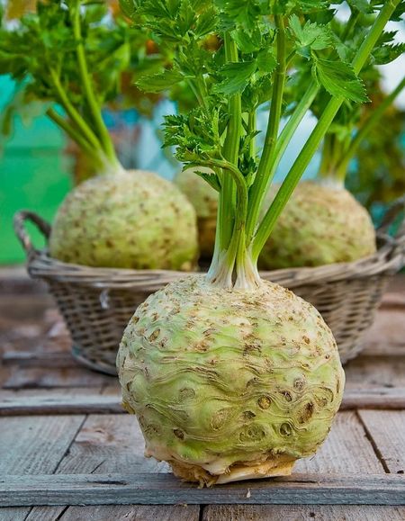 Сельдерей корневой Гигант Даниш УД 025 гр цвп 29₽