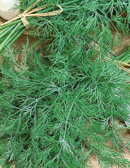 Укроп Русский Пушистый - Душистый УД 1 гр цв п 29₽