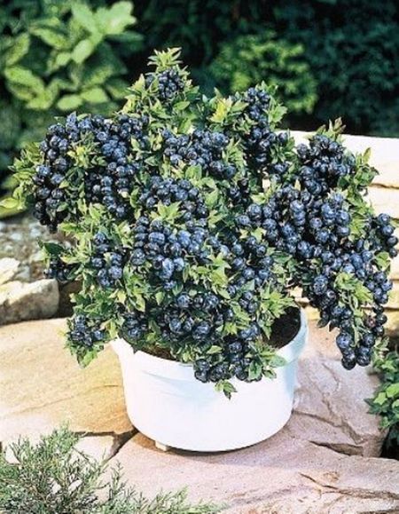 Черника Темная ночь УД 30 шт 49₽