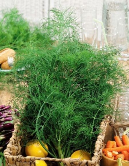 Укроп Мороз Иваныч УД 2 гр цв п 29₽