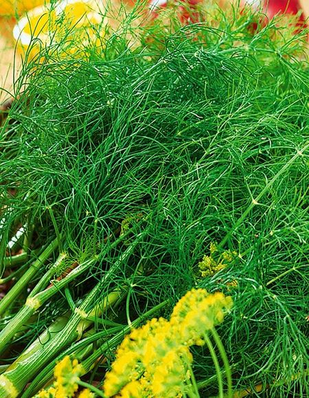 Укроп пучковый Ароматный УД 1 гр 27₽